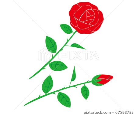 紅玫瑰花朵矢量圖 67598782