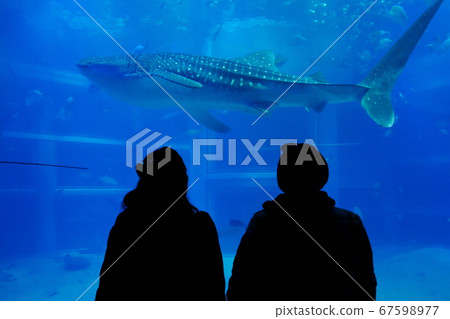 Aquarium Aquarium 67598977