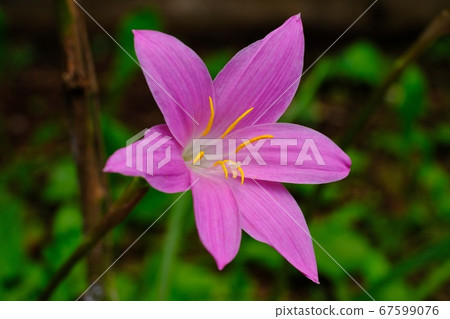 藏紅花開花 67599076