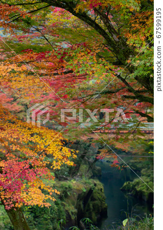 鹿兒島縣霧島市地質公園新川谷的秋葉。 67599195
