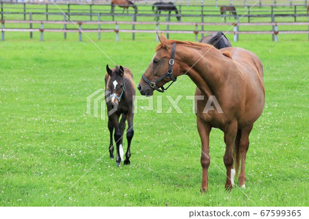 馬純種馬 67599365