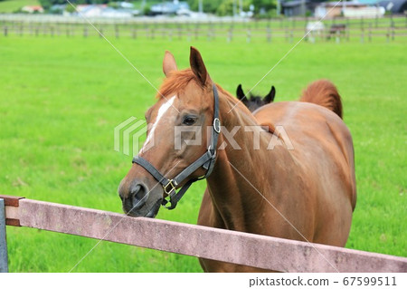 馬純種馬 馬純種馬 67599511