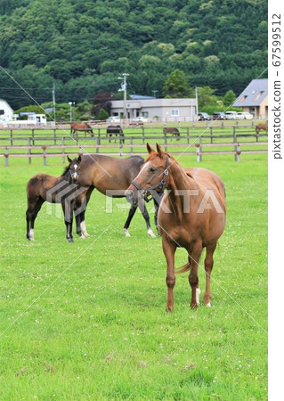 馬純種馬 馬純種馬 67599512