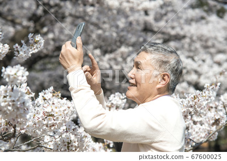 老人用手機拍照以櫻花 老人用手機拍照以櫻花 67600025