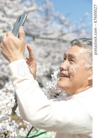 老人用手機拍照以櫻花 老人用手機拍照以櫻花 67600027
