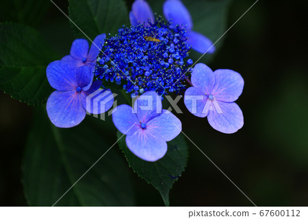 滋賀縣滋賀縣綠色空間公園景觀[7月] 67600112