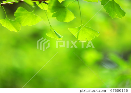 Green space park in Shiga Prefecture, summer ginkgo leaves [July] 67600156