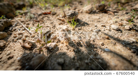Mus spretus baby mouse smelling around, wide angle Mus spretus baby mouse smelling around, wide angle 67600540