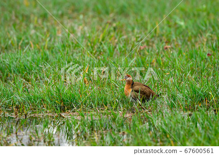 Bronze winged jacana or Metopidius indicus at wetland of keoladeo national park or bharatpur bird sanctuary rajasthan india 67600561