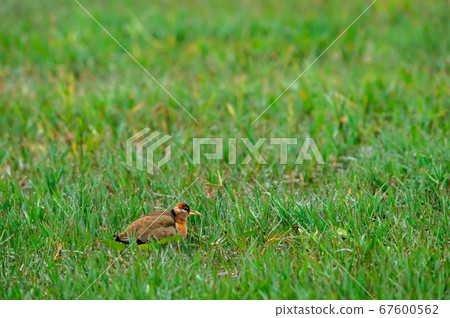 Bronze winged jacana or Metopidius indicus at wetland of keoladeo national park or bharatpur bird sanctuary rajasthan india 67600562