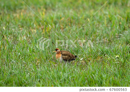 Bronze winged jacana or Metopidius indicus at wetland of keoladeo national park or bharatpur bird sanctuary rajasthan india Bronze winged jacana or Metopidius indicus at wetland of keoladeo national park or bharatpur bird sanctuary rajasthan india 67600563