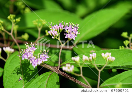 Small purple flowers Small purple flowers 67600701