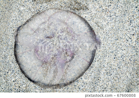 Jellyfish on sandy beach in County Donegal - Ireland 67600808