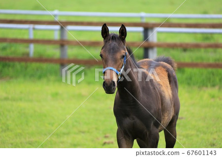 Horse thoroughbred Horse thoroughbred 67601143