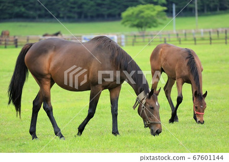 馬純種馬 馬純種馬 67601144