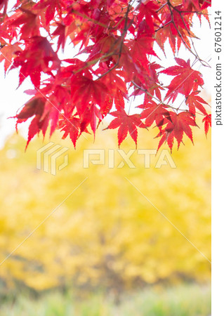 A landscape where red and yellow overlap: A maple colored red against the background of ginkgo biloba 67601214