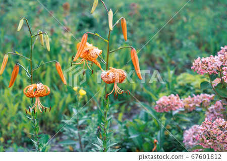 Summer flower Devil Yuri Summer flower Devil Yuri 67601812