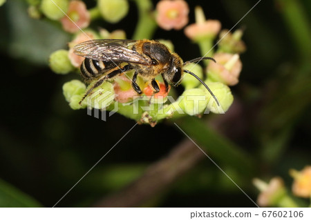 生物昆蟲白蜂，雄性。天線長於手術刀，側角小於手術刀 67602106