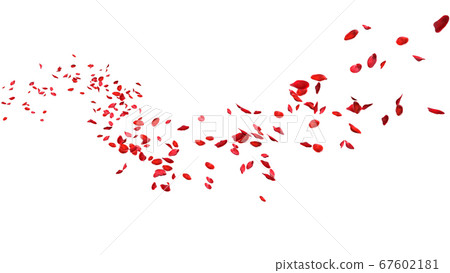 Red rose petals floating in curve flow path on a white background 67602181