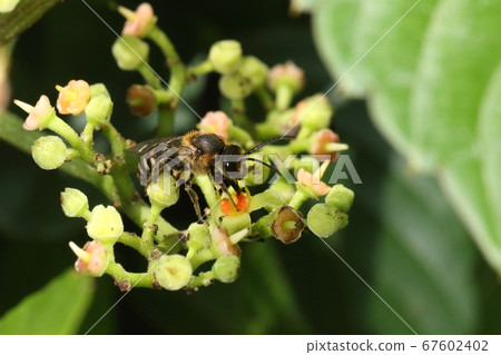 Creature Insect White bee, male. Females will appear around April and males will appear later in July. Creature Insect White bee, male. Females will appear around April and males will appear later in July. 67602402