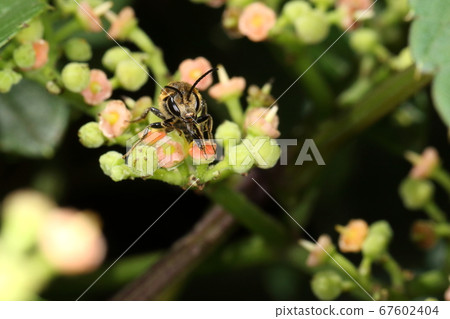 生物昆蟲白蜂，雄性。特點之一是頭罩下方的黃色 67602404