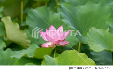 Lotus flower Lotus flower 67602530
