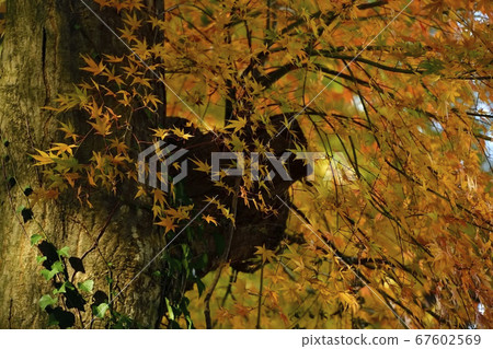 大山的秋葉行接近那須鹽原市 67602569