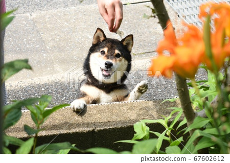 Kuroshiba greetings Kuroshiba greetings 67602612