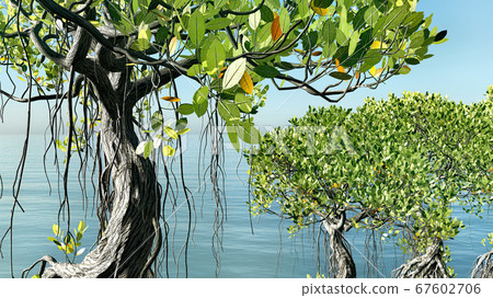 Red mangroves on Florida coast 3d rendering Red mangroves on Florida coast 3d rendering 67602706
