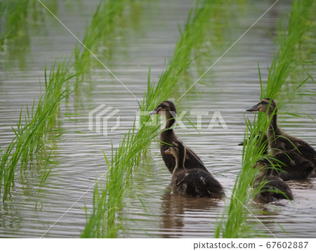 Aigamo working in rice fields after rice planting Aigamo working in rice fields after rice planting 67602887