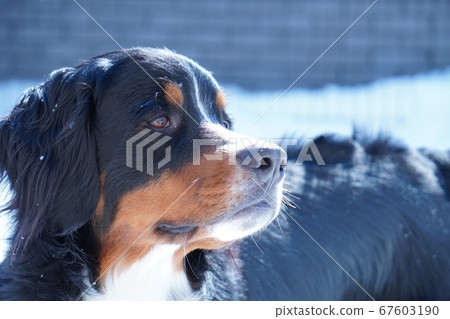 伯恩山犬看起來很遠 67603190