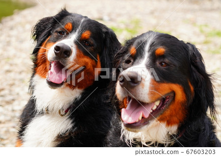 面帶微笑的奶酪 67603203