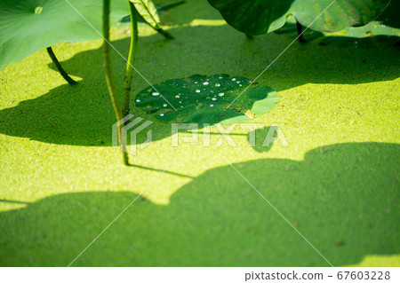 Morikawa Hana Hasuda 33758 67603228