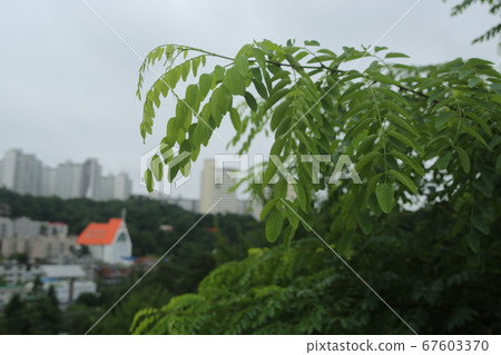 Seongbuk-gu, Jeongneung-dong, Alleyway 67603370