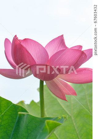 Morikawa Hana Hasuda 3393 67603432