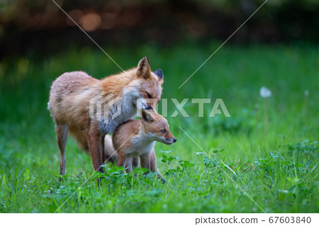 Kita Fox's mom grooming her child Kita Fox's mom grooming her child 67603840