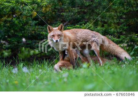 Breast feeding Kita Fox Breast feeding Kita Fox 67603846