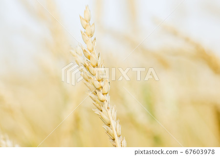 Wheat field background. Autumn time. Selective 67603978