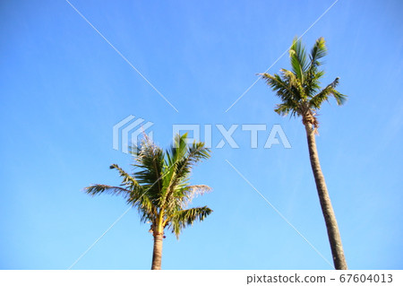 棕櫚樹和藍藍的天空背景 67604013