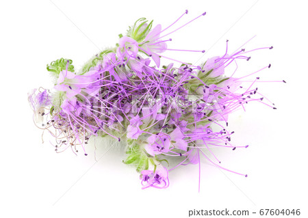 Phacelia flower isolated on white background with full depth of field. Top view. Flat lay 67604046