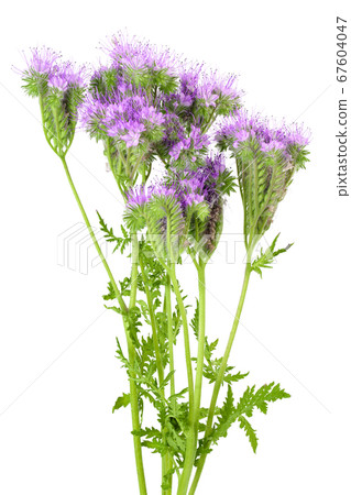 Phacelia flower isolated on white background with full depth of field 67604047