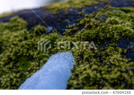 雪，苔蘚和岩石 67604188