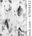 Old white tree bark background 67604452