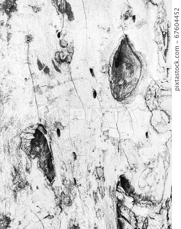 Old white tree bark background Old white tree bark background 67604452