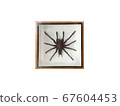 Top view, Tarantula Spider in photo frame on white 67604453
