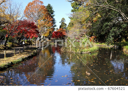 Horai Park Autumn Foliage (Denen Chofu, Tokyo) Horai Park Autumn Foliage (Denen Chofu, Tokyo) 67604521