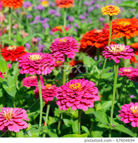 Bright floral background. Multicolored zinnia. 67604694