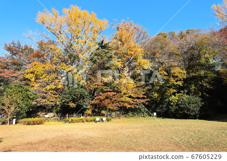 Horai Park Autumn Foliage (Denen Chofu, Tokyo) 67605229