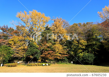 Horai Park Autumn Foliage (Denen Chofu, Tokyo) 67605230