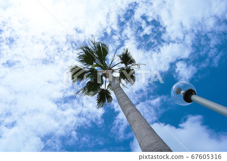 Palm tree 67605316
